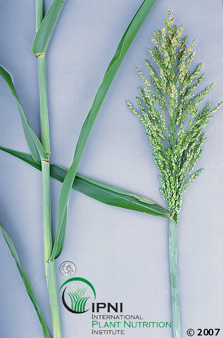 Sorghum x Sudangrass hybrid